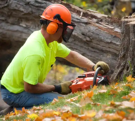 tree services Nelson